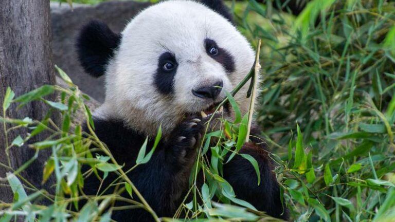 Jongen springt in pandaverblijf van zoo om zijn smartphone te redden