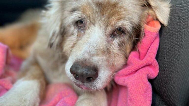 Hondje dat 7 jaar geleden wegliep door vuurwerk herenigd met baasje: «Ze kroop zo dicht mogelijk tegen hem aan» (foto’s)