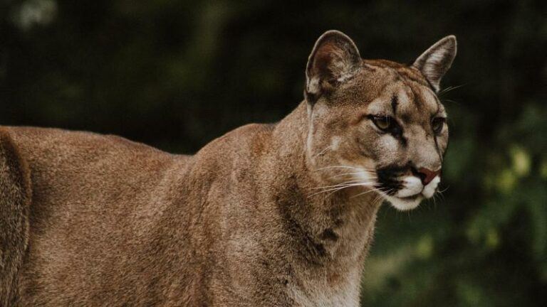 Beroemde wilde poema uit Los Angeles overleden (foto’s)