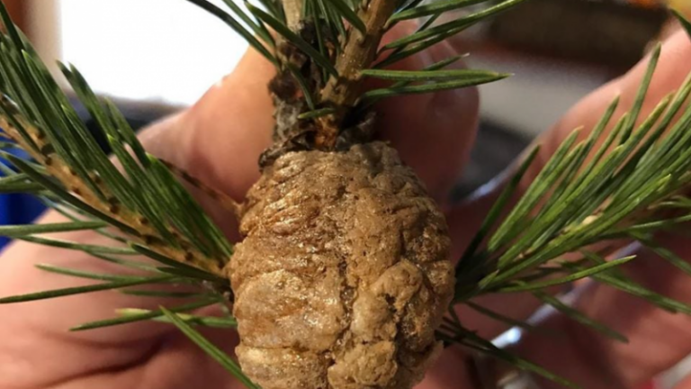 Amerikanen gewaarschuwd: «Als je DIT aan je kerstboom ziet hangen, breng het dan meteen naar buiten»