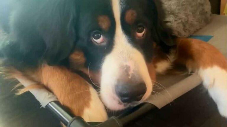 Baasje vraagt hond waar kat is, maar dit zag niemand aankomen: «Schattigste wat ik ooit gezien heb!» (video)