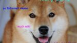 OOH. Shiba van ‘doge’-meme heeft leukemie