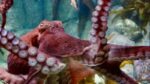 WOW. Visser schrikt zich hoedje als ENORME octopus uit oceaan opduikt (video)