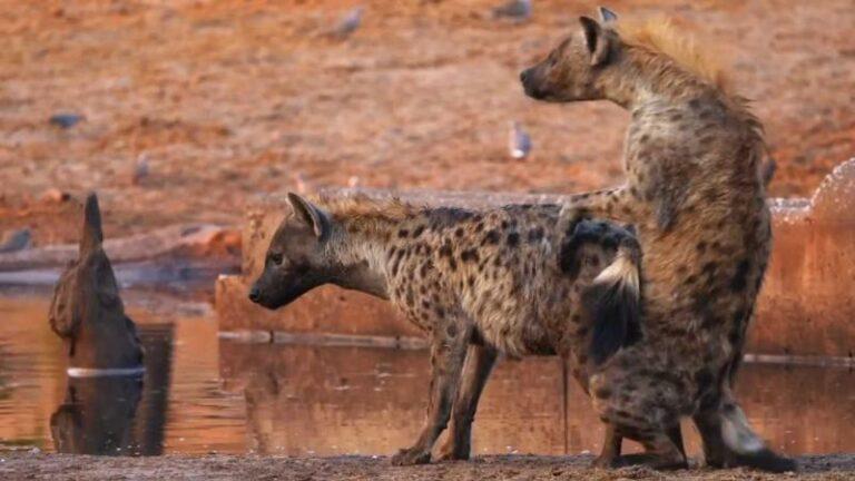HILARISCH! Hyena valt om na hoogtepunt bij vrijpartij: «Ik ga stuk van het lachen!» (video)