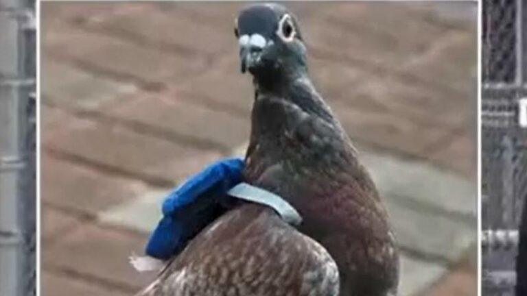 WTF. Canadese gevangenis ontdekt duif in tuin met rugzakje vol crytsal meth