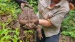 Maak kennis met ‘Toadzilla’: de dikste pad van Australië