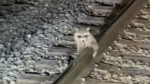 Arme wasbeer bevriest zijn teelballen aan de spoorweg (video)