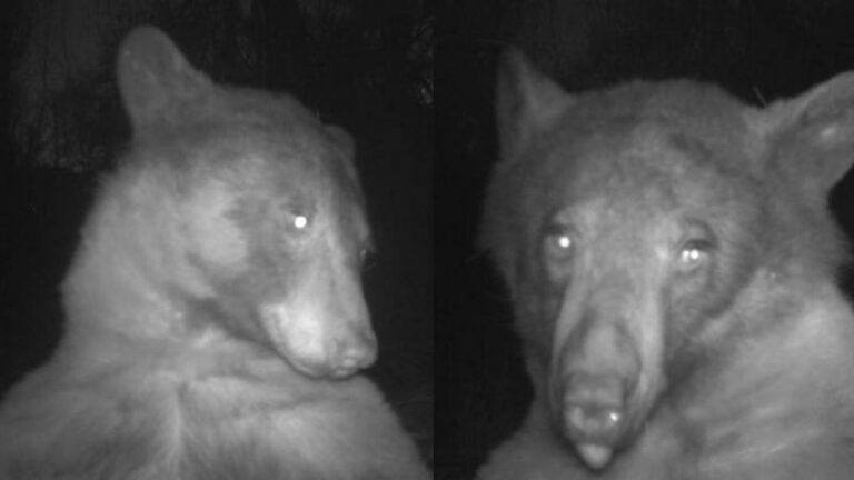 Beer waant zich influencer en neemt honderden selfies met wildlifecamera (foto’s)