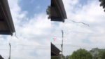 WTF. Slangen kunnen van daken af springen (video)