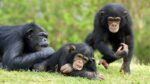 Studie: «Tienerchimpansees zijn niet zo anders dan menselijke tieners»