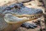 WTF. Alligator in Florida doodt 85-jarige vrouw die haar hond uitliet