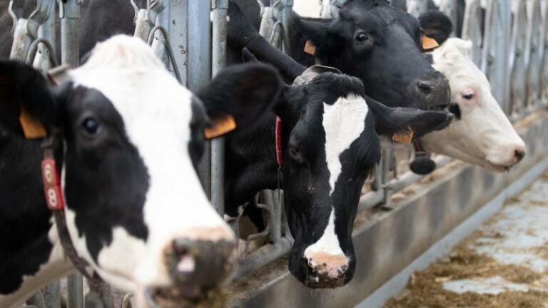 Na geval van dollekoeienziekte: «Extra maatregelen in ons land niet aan de orde» (FAVV)