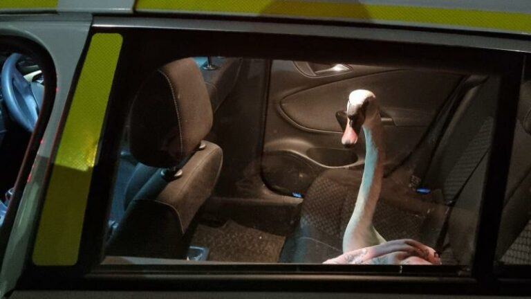 WTF. Politie moet zwaan afvoeren: «Niet je alledaagse gevangene» (foto)