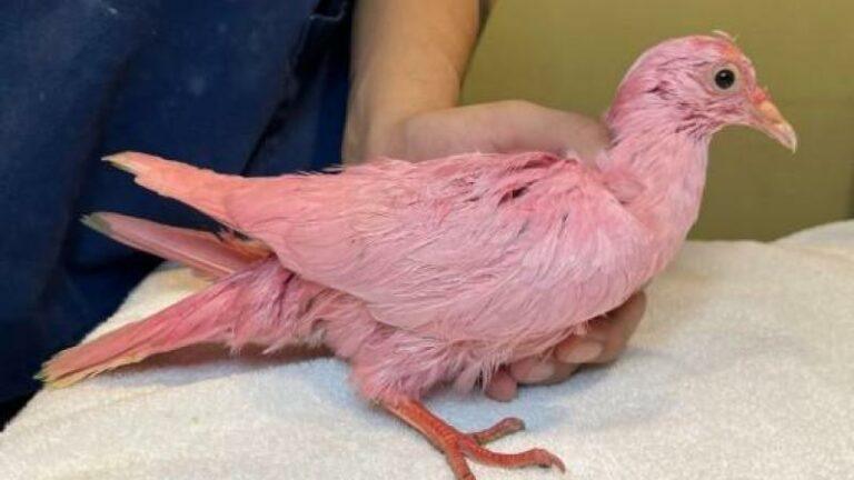 WTF. Duif «Flamingo» sterft nadat ze roos geverfd werd voor feestje