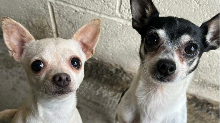 WTF. Honden achtergelaten zonder eten en drinken terwijl baasjes op vakantie gingen