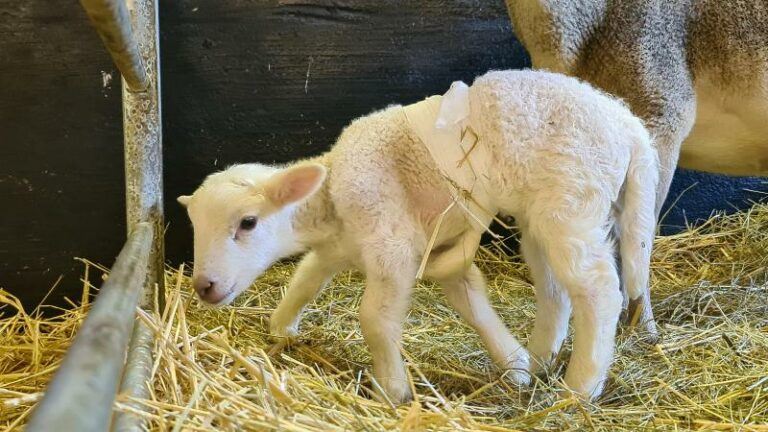 WTF. Lam met zes poten geboren in Duitse boerderij