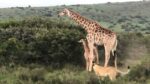 WOW! Giraf redt haar kalf van hongerige leeuwen (video)