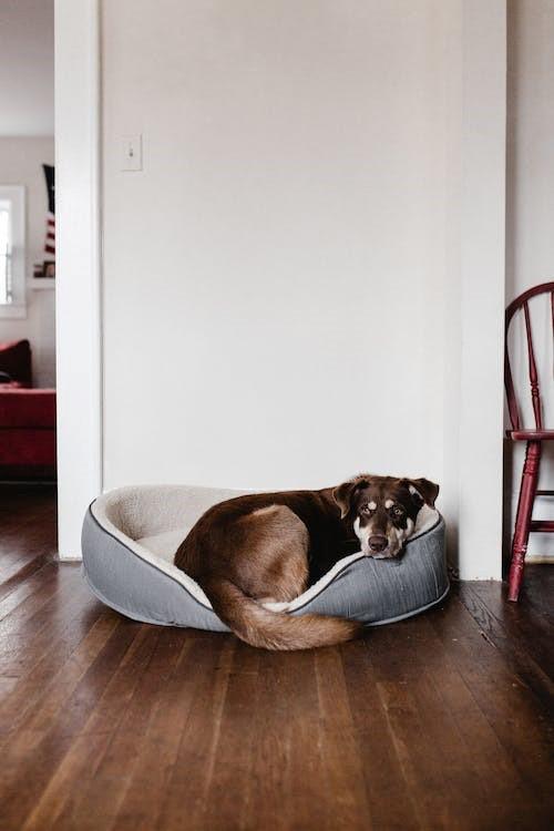 Je huis netjes houden met huisdieren: 5 tips