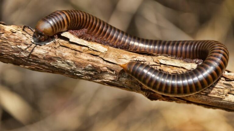 Boliviaan overleeft 30 dagen in Amazonewoud door insecten te eten en urine te drinken