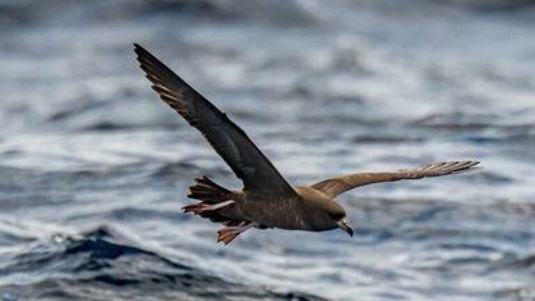 Nieuwe ziekte bij zeevogels veroorzaakt door plastic