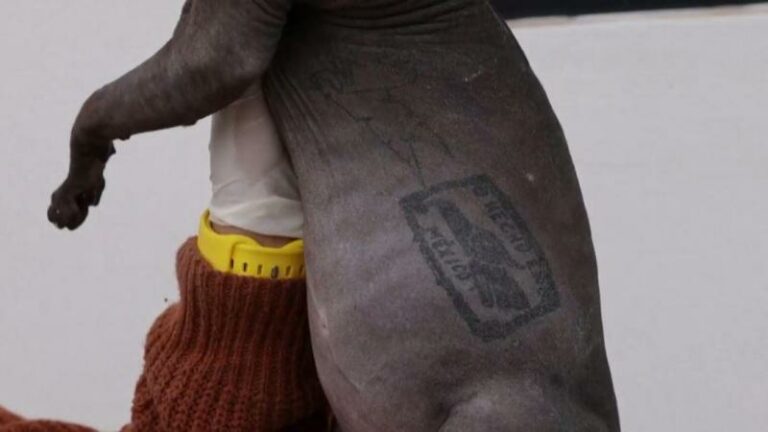 WTF. Kat die getatoeëerd en mishandeld werd door gangsters vindt gouden mandje (video)