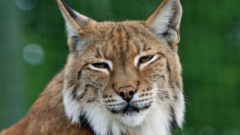 Zweden keurt schieten van ongezien veel lynxen goed