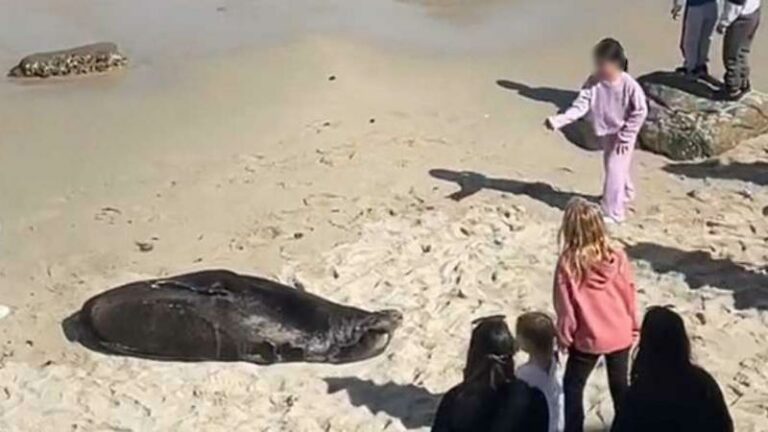 Meisje gooit stenen naar zeeleeuw, maar vooral haar moeder ligt onder vuur: «Ik word hier zo boos van!» (video)