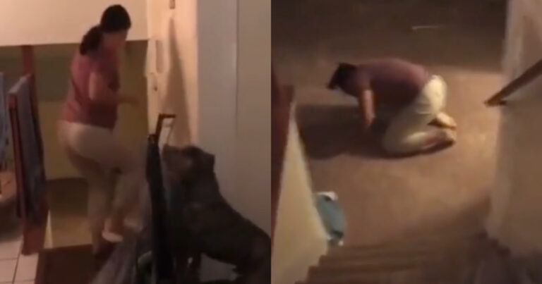 Dame wil hond beetnemen met ‘verdwijningstruc’. Maar dan? AUCH! (fails)