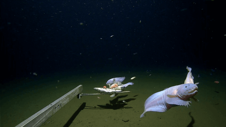 WOW. Diepste vis ooit vastgelegd op camera (video)