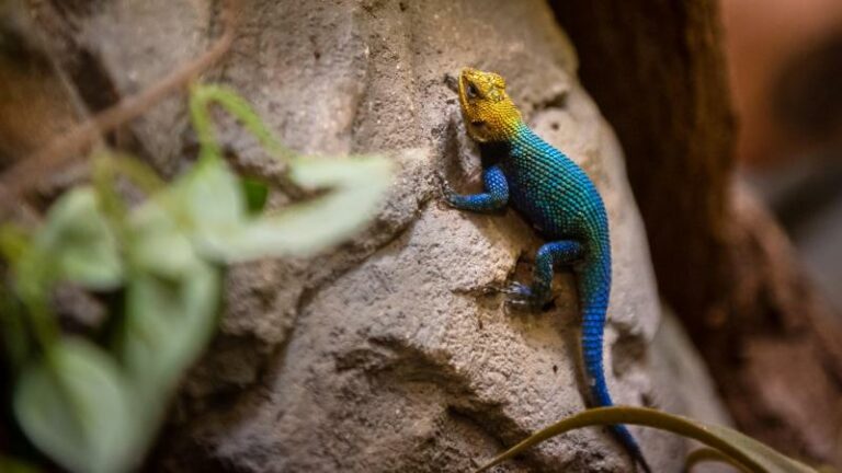 Europese primeur voor Zoo Antwerpen