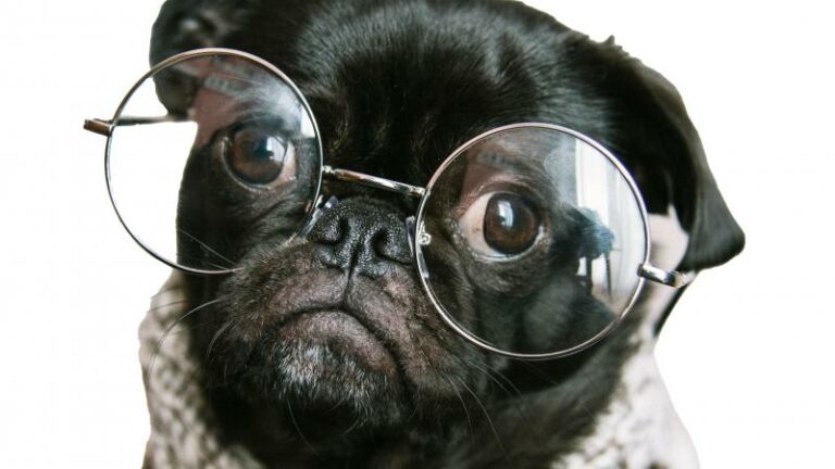 What about? Ademruimte voor de hond