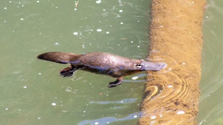 WTF. Man gaat winkelen met wild vogelbekdier