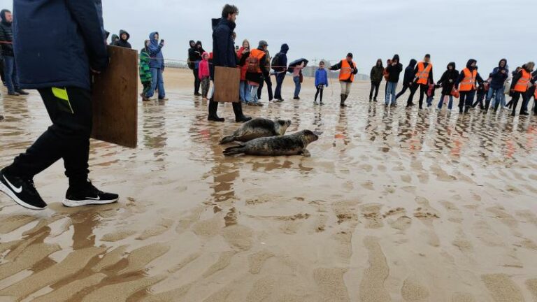 Zeehonden Nala en Frances vrijgelaten op strand van Oostende