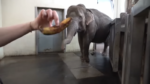 WOW. Olifant heeft zichzelf aangeleerd om bananen te pellen