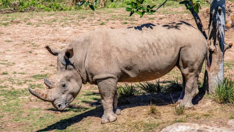 Man gearresteerd nadat hij bad neemt bij neushoorns in zoo (video)