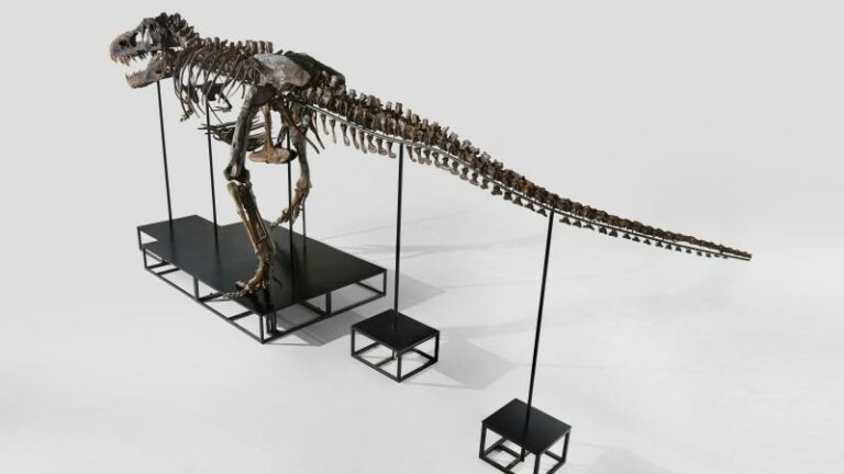 Fernand Huts koopt T.rex-skelet