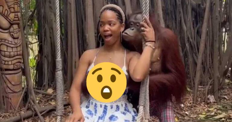 Orang-oetan grijpt borsten van toeriste vast: “Hij dacht echt dat hij mijn man was” (video)