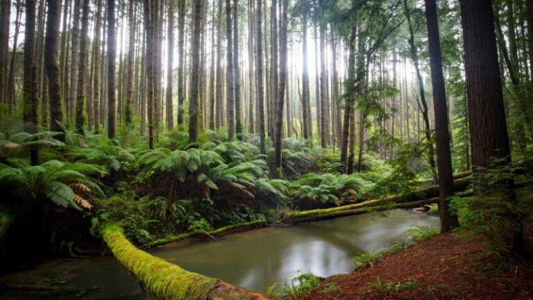 Gestrande vrouw in Australische bush overleeft vijf dagen op wijn