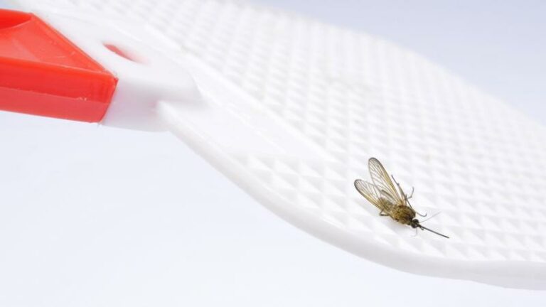 Waarom je beter geen insecten doodslaat