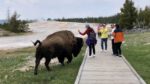 Toeriste wil foto met bizon, maar die is daar NIET mee gediend: «Dat was behoorlijk dom!» (video)