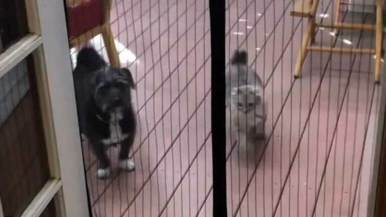 Kat komt op wel héél aparte wijze huis binnen: «Dit is gewoonweg te grappig!» (video)