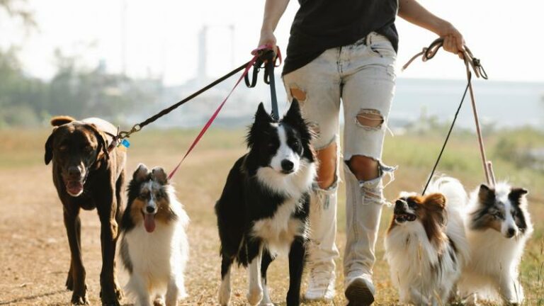 Dit is wat je hond je probeert te vertellen
