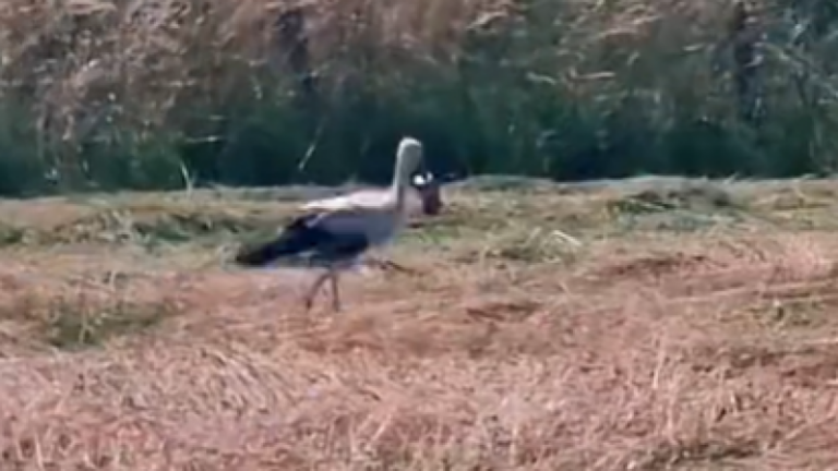 Snavel ooievaar zit al week lang vast in colablikje in Frankrijk: «Zwerfvuil achterlaten is dodelijk» (foto)