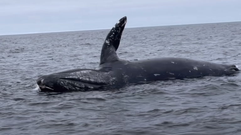 Kadaver van walvis ontploft voor kust van Californië (video)