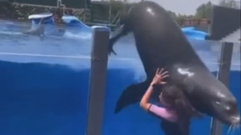 WOW. Enorme zeeleeuw verplettert personeel bij ontsnapping uit aquarium (video)