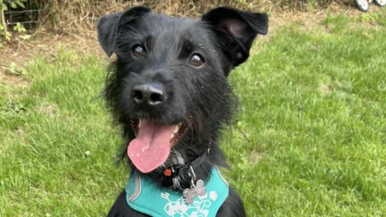 WTF. Baasje wil hond laten inslapen ‘omdat hij blaft’: «Walgelijk»