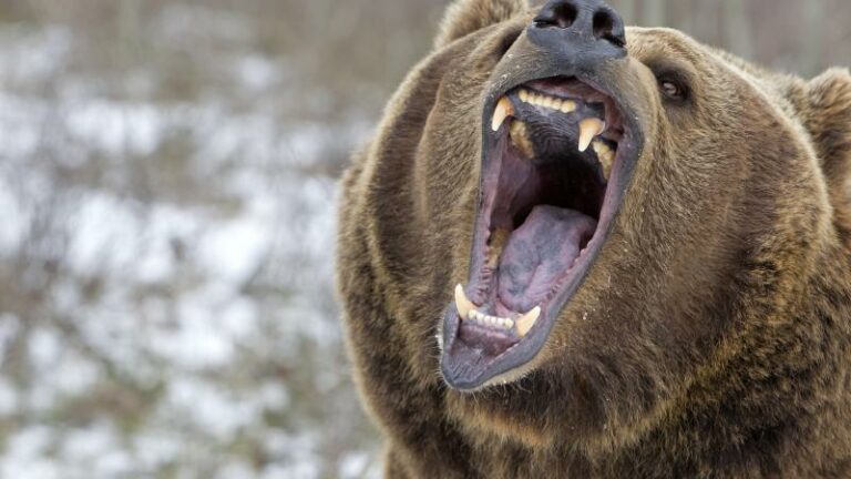 Schermutseling met grizzlybeer wordt wandelaar fataal in VS