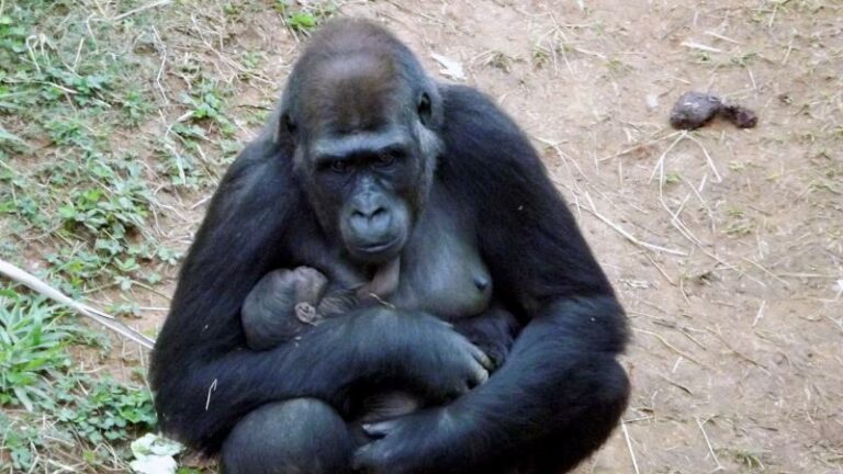 «Mannelijke» gorilla verbaast personeel dierentuin door te bevallen