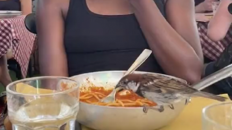 «Zo begint een pandemie!»: vrouw eet ongestoord verder nadat vogel hapje uit haar bord neemt (video)