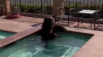 Beer in VS zoekt afkoeling in zwembad: «Ik neem het hem niet kwalijk» (video)